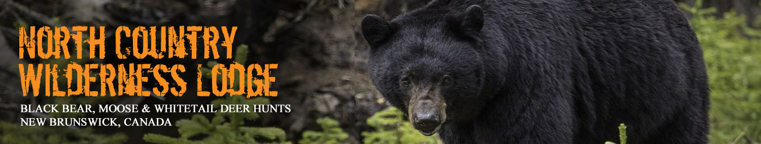 North Country Wilderness Lodge - Canadian Black Bear, Moose, and Whitetail Deer Guided Hunts